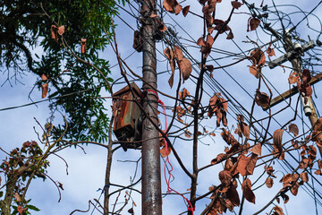 An old utility pole with a rusted box, entangled with numerous wires against a bright sky. Foliage...