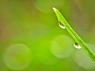 dew drops that stick to the green stems of plants.