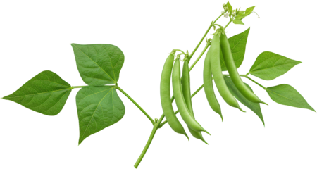 Fresh Green Beans on the Vine with Lush Leaves Organic Vegetable Harvest