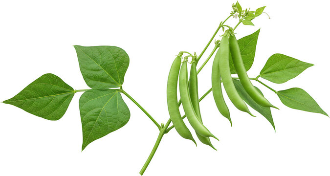 Fresh Green Beans on the Vine with Lush Leaves Organic Vegetable Harvest