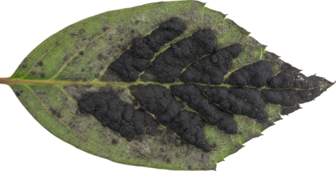 Close up Detailed Image of Leaf with Black Fungal Disease Spots Plant Pathology