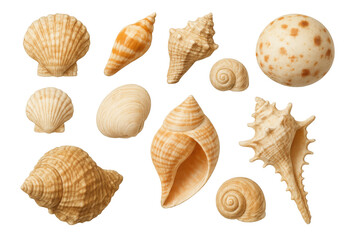 Fototapeta premium Ten seashells of different shapes and sizes, isolated on a transparent background, perfect for marine-themed projects