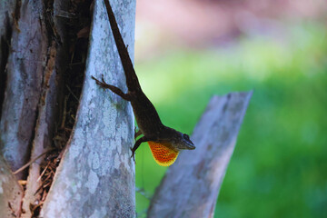 A close-up of an anole lizard in the garden