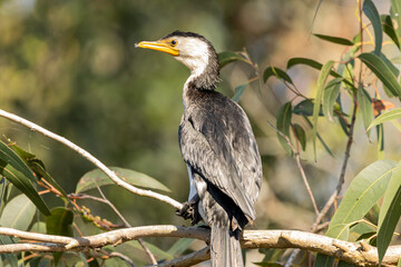 A Little Pied Cormorant perched on a branch