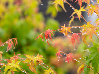 雨に濡れた公園の楓