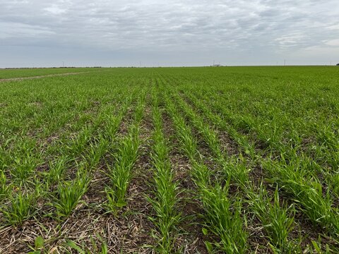 trigo y centeno en campo argentino. sobre rastrojo de soja y barbecho corto. 