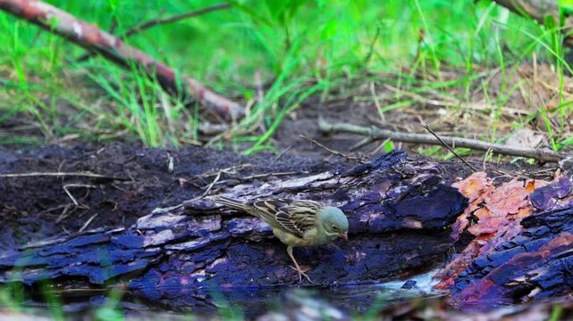 A close-up of an Ortolan Bunting (Emberiza hortulana).  Slow motion.
