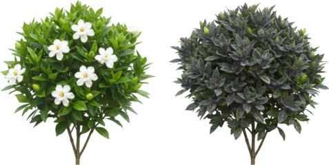 Blooming and Non Blooming Gardenia Plants Lush Green Foliage White Flowers Ornamental Shrubs