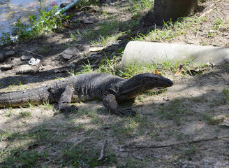 Common Water Monitor in the park