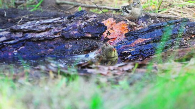 A close-up of an Ortolan Bunting (Emberiza hortulana). The bird splashes in the water in the forest.  Slow motion