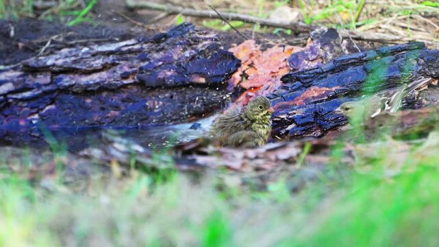 A close-up of an Ortolan Bunting (Emberiza hortulana). The bird splashes in the water in the forest.  Slow motion