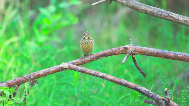 A close-up of an Ortolan Bunting (Emberiza hortulana). The bird sits on a branch against a green blurred background of grass. Slow motion.