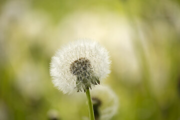 A close-up photograph reveals the intricate beauty of a dandelion seed head in soft focus.