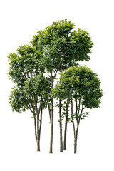 Isolated group of thin-trunked deciduous trees with light green foliage against white background,...