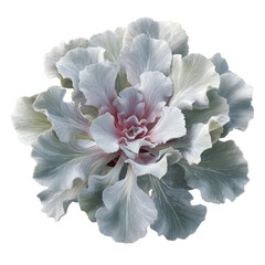Delicate Silver and Pink Flower Blossom Close-Up