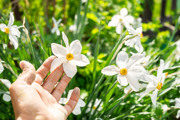 Hand Touching Fresh White Daffodil Flower in Garden on Warm Spring Day. Nature and Gardening Concept.