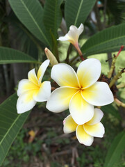 beautiful plumeria flowers in the garden