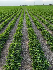 campo argentino, agrícultura y cultivos
