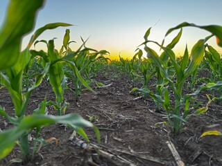 campo argentino, agrícultura y cultivos