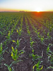 cultivo de maíz en campo argentino, sobre rastrojo, con barbecho y tratamiento de malezas. Lote limpio. © Oscar