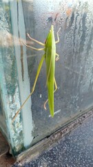 A green leaf insect, perfectly camouflaged with its surroundings, showcasing nature’s incredible...