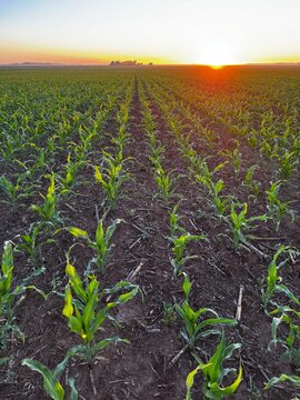 cultivo de ma&iacute;z en campo argentino, sobre rastrojo, con barbecho y tratamiento de malezas. Lote limpio.