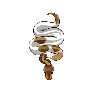 Piebald Ball Python Vector &ndash; Flat Top View Exotic Snake Illustration