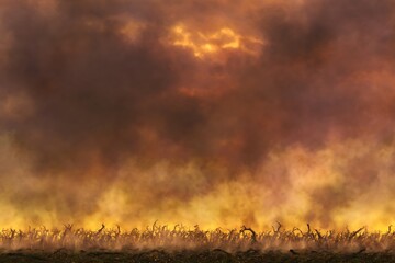Apocalyptic field with sunset and smoke