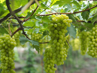Grape varieties shine muscat from farmers' gardens