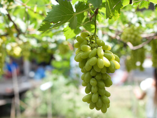Grape varieties shine muscat from farmers' gardens
