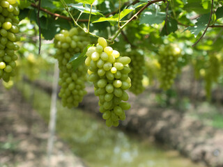 Grape varieties shine muscat from farmers' gardens