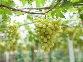 Grape varieties shine muscat from farmers' gardens
