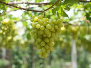 Grape varieties shine muscat from farmers' gardens