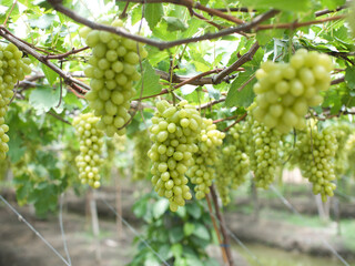 Grape varieties shine muscat from farmers' gardens