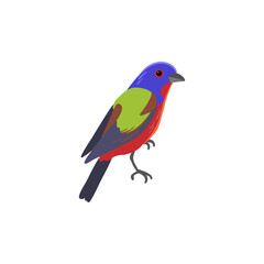 vector drawing bird, painted bunting , hand drawn Passerina ciris, isolated nature design element