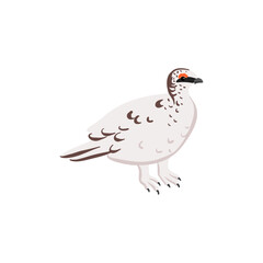 vector drawing bird,rock ptarmigan, hand drawn Lagopus muta, isolated nature design element