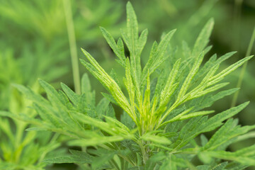 オウシュウヨモギ　 5月の野山06