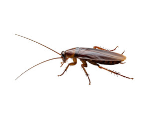 Cockroach on transparent background
