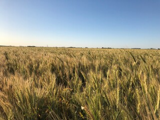 campo argentino, agrícultura y cultivos
