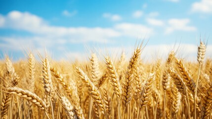 Fototapeta premium Golden Wheat Field Under Clear Blue Sky with White Clouds