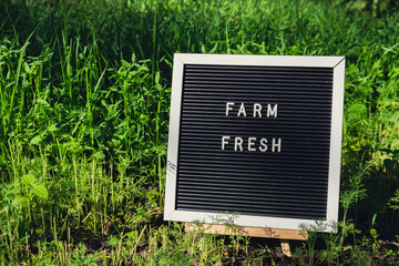 Letter board with text FARM FRESH on background of garden bed with green herb dill. Organic farming, produce local vegetables concept. Supporting local farmers. Seasonal market 