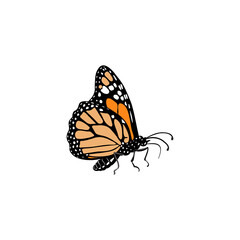 vector drawing monarch butterfly, Danaus plexippus, insect isolated at white background, natural element, hand drawn illustration