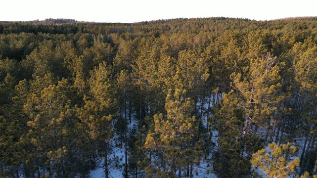 Forest of fir trees swaying in the wind at sunset - For&ecirc;t de sapins ondulant sous les effets du vent au coucher de soleil