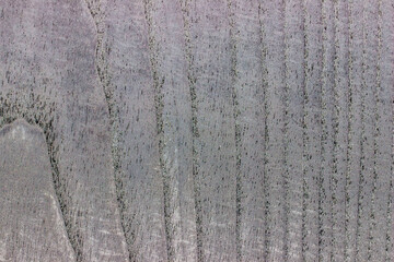 natural wood, with a beautiful pattern. natural gray wood background. wooden board with natural seamless texture. ash tree, view from above, horizontal, close-up.