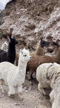 Herd of Llamas Walking Along Mountain Road in the Andes