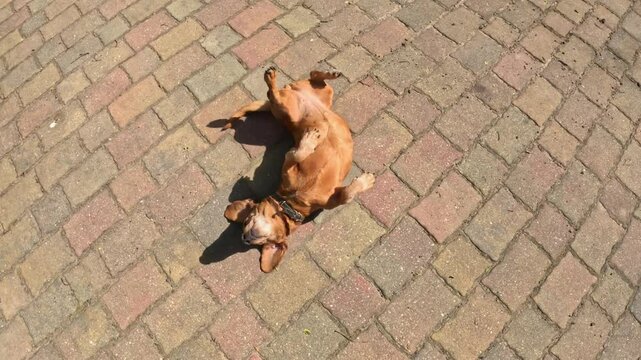 playful dachshund, Canis lupus familiaris, wags its tail and scratches its back on a warm, sun-drenched brick floor, enjoying the springtime weather, top down camera shot