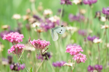 ムシトリナデシコのピンクの花と宙を舞う白い蝶