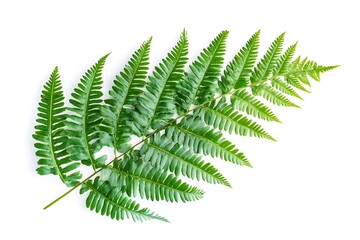 green fern leaves isolated on white background 