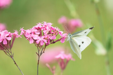 ムシトリナデシコのピンクの花と宙を舞う白い蝶