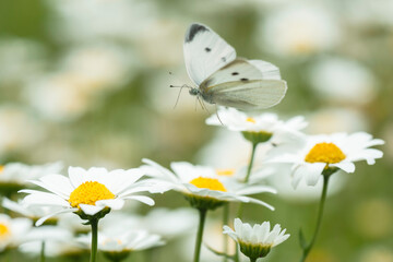 ノースポールの花と宙を舞う白い蝶